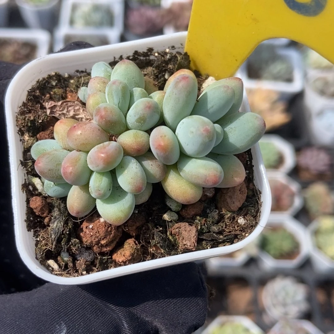 856苹果奶多肉植物保护