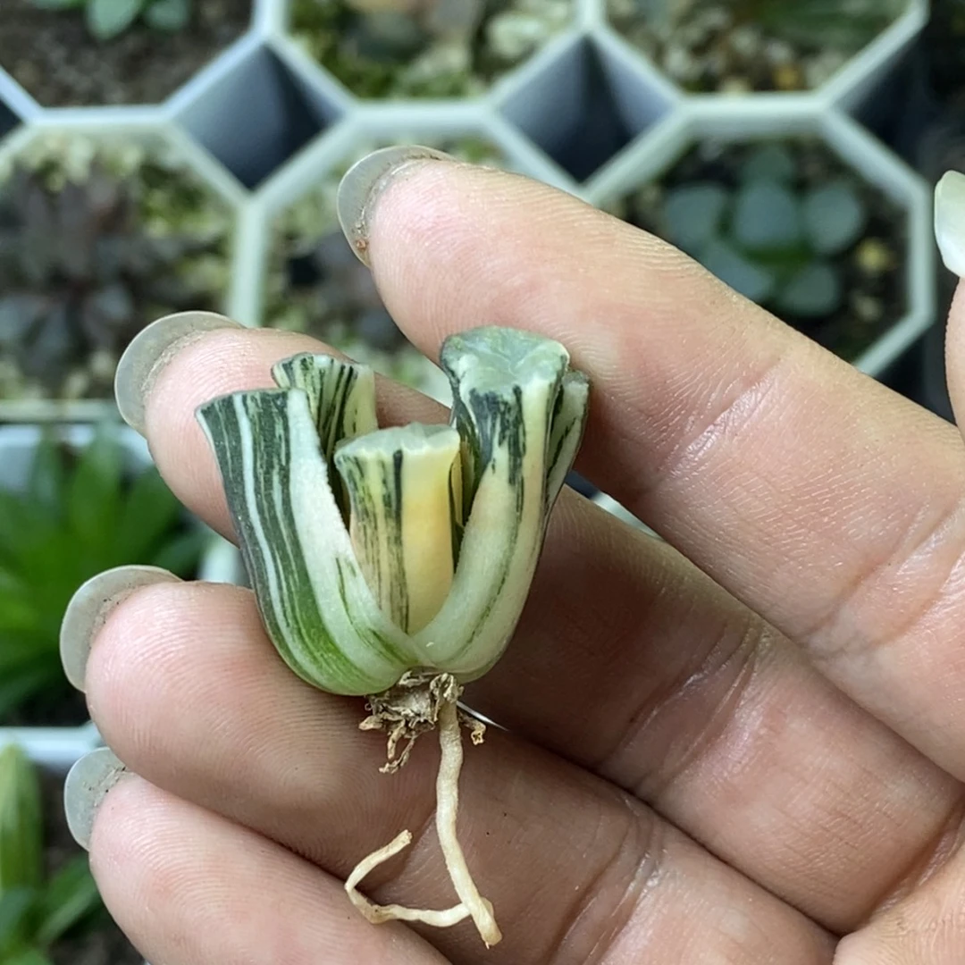 不知名万象锦一物一拍