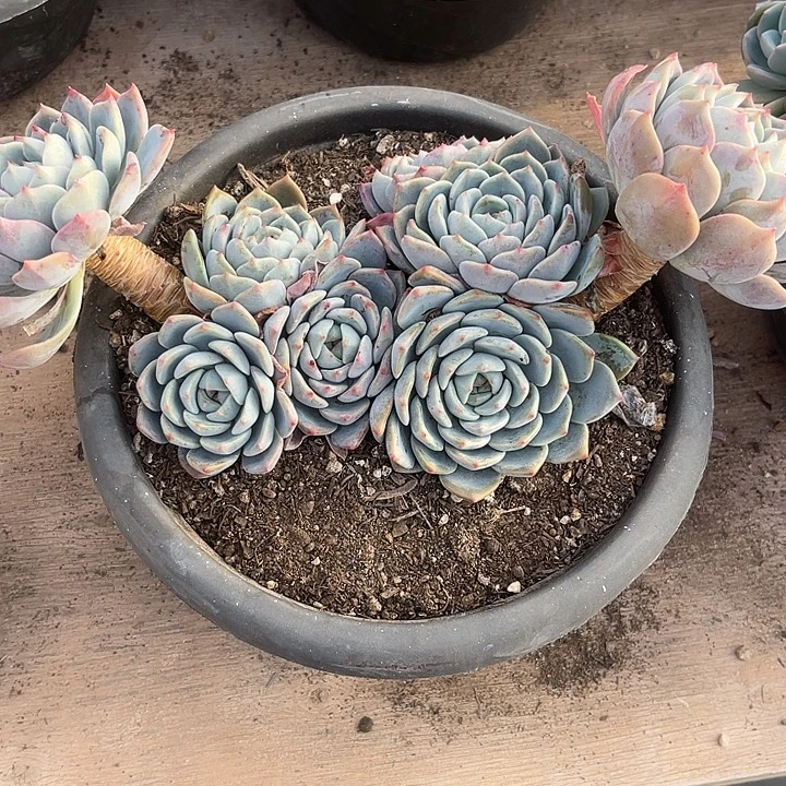 【***】两单包邮，一物一拍