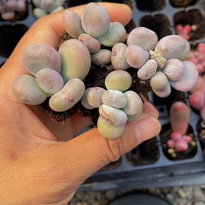 油煎量拍穴盘满18包邮