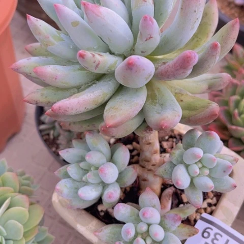 所罗门23139多肉植物