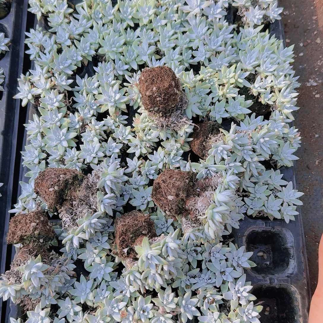 50颗白菊土球带拖地