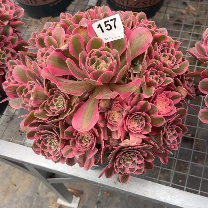 ?****?157粉女郎26厘米左右半木质