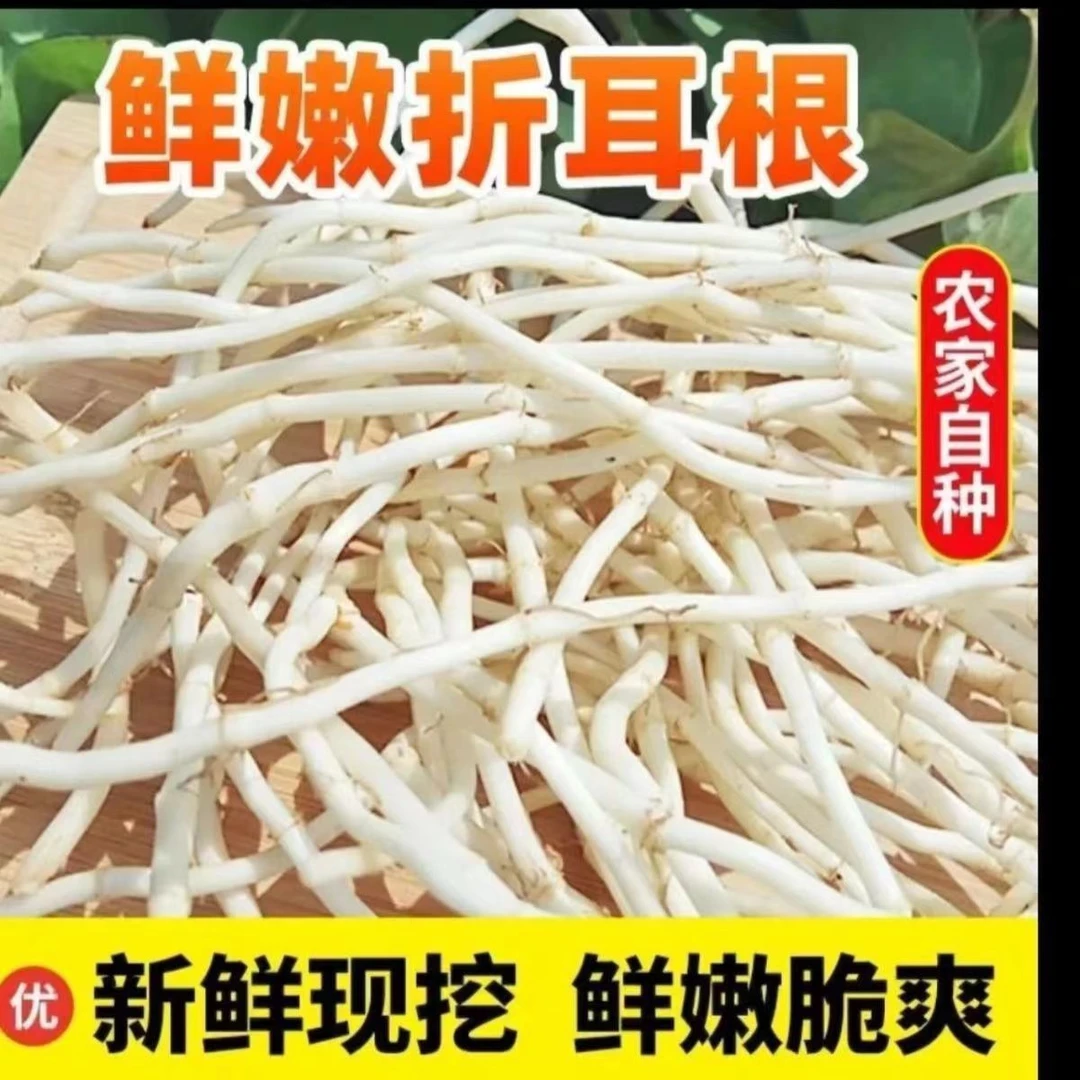 【当季新根】现挖鱼腥草新鲜折耳根嫩根节节根生鲜蔬菜凉拌下饭煲汤