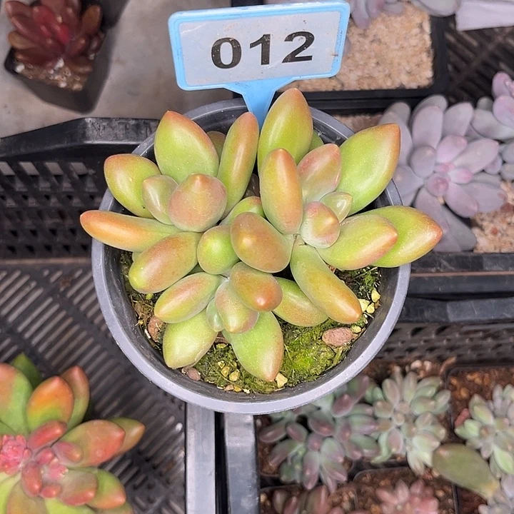 漫***光多肉植物伊莎贝拉012