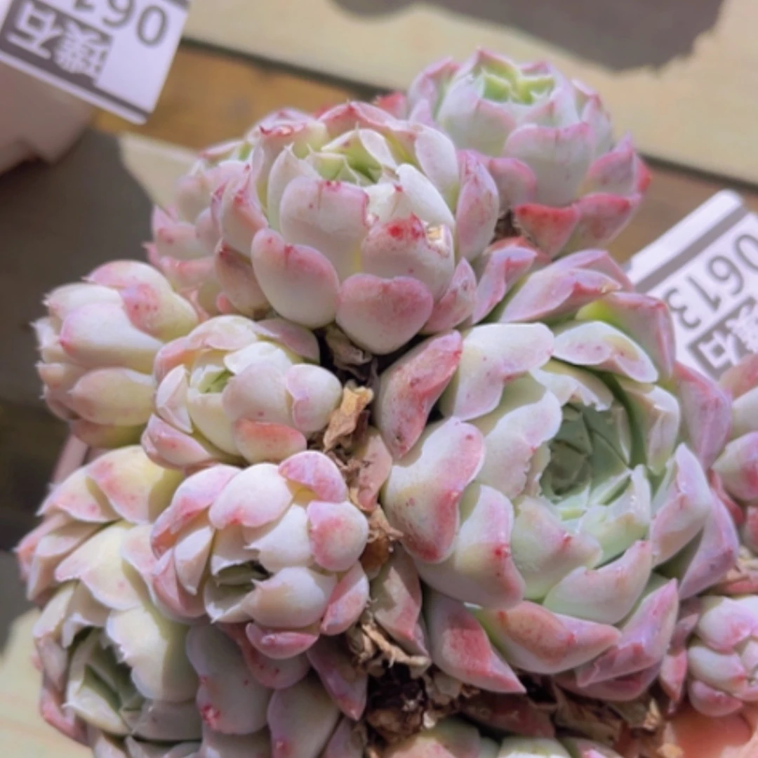 【闪购商品】沁心06134