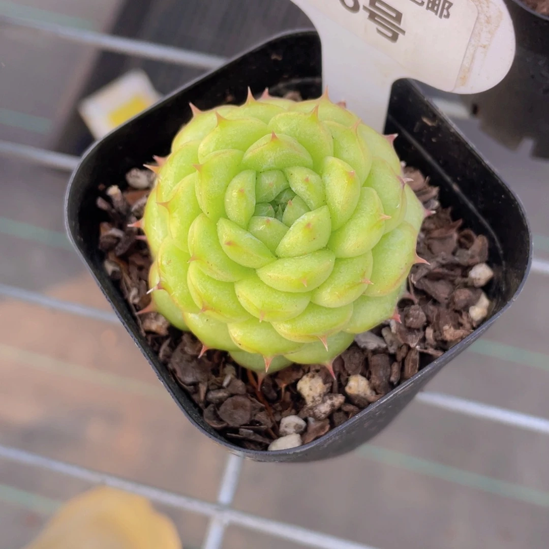 186号 全状态绿菩提单头一个