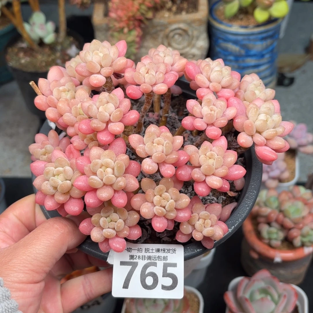 鱼子酱老桩无盆土发货