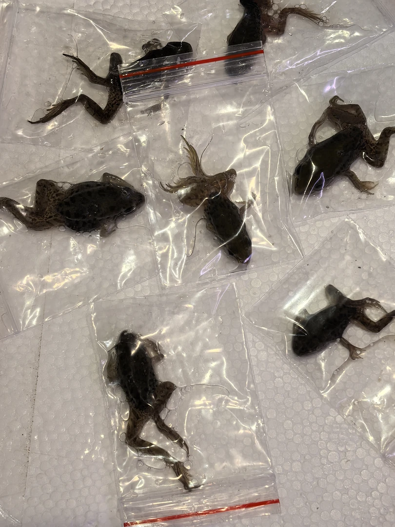 雷龙饲料冷冻稻田小青蛙高蛋白38块钱35个2-3厘米