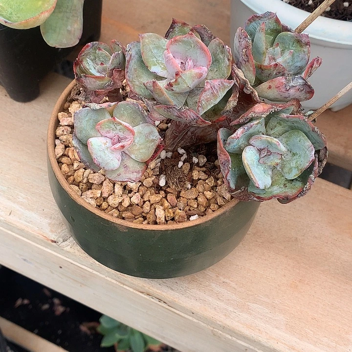 陈***莉璐璐多肉 一物一拍