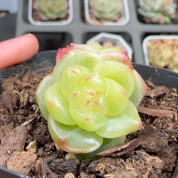 一物一拍新品珍妮