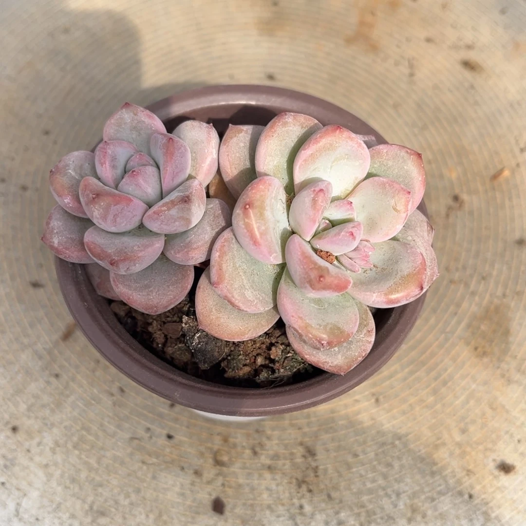 多肉植物多肉植物