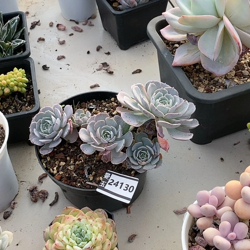 【闪购商品】?****?天赐24130