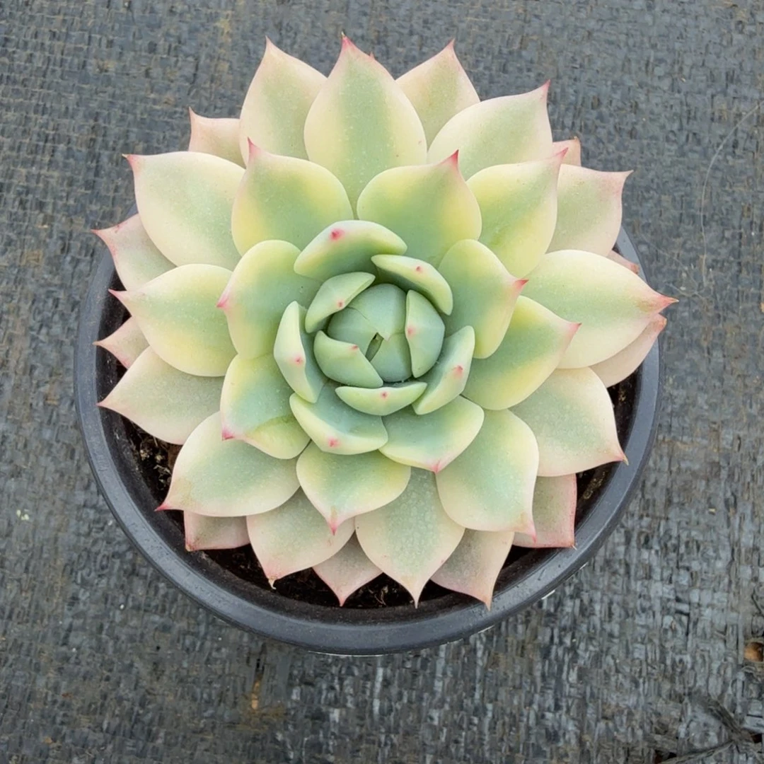 棱镜锦锦上园艺一物一拍