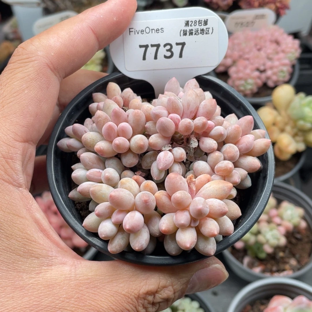 7737婴儿手指8厘米
