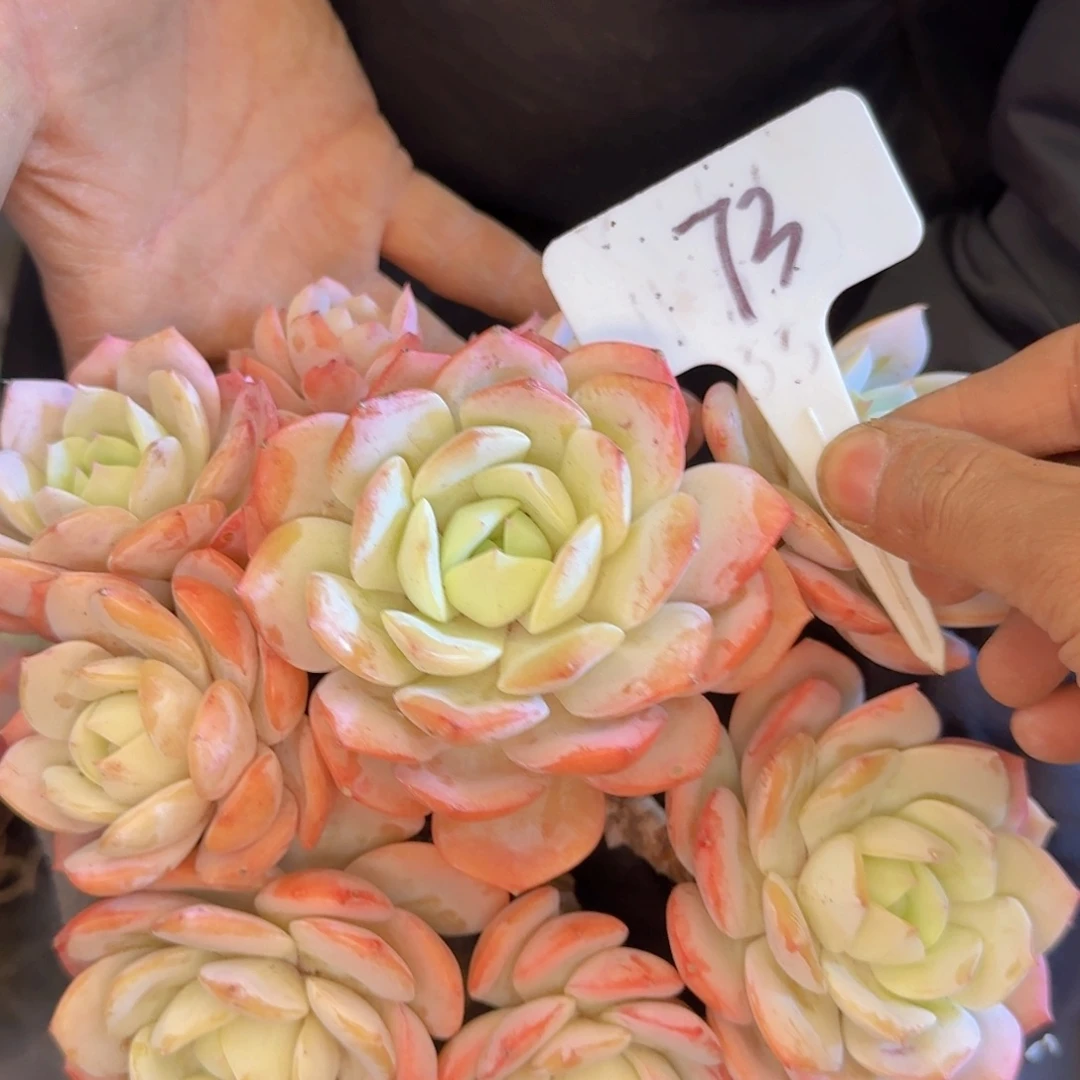 多肉植物的生长发育和生长发育都