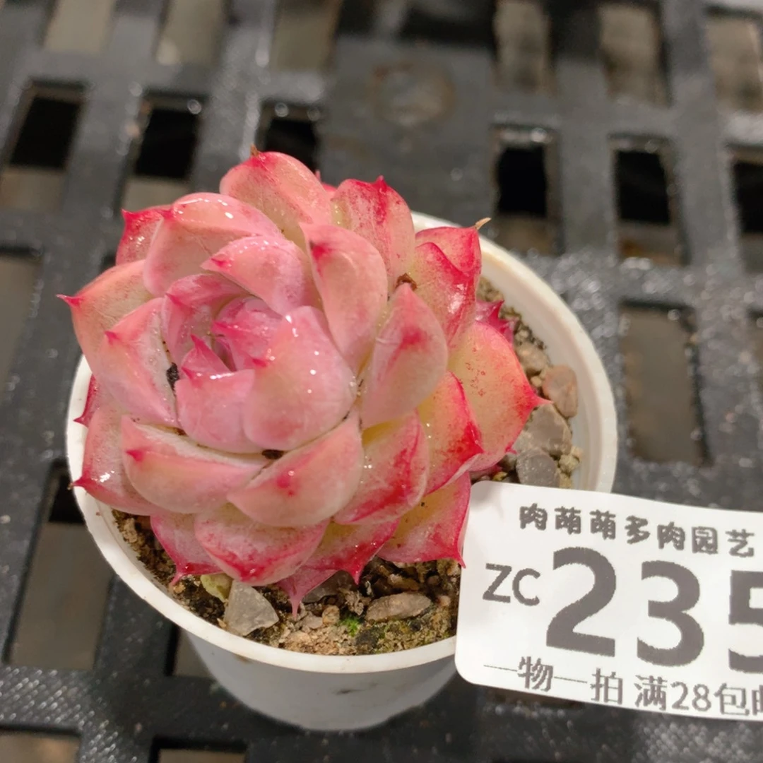 肉萌萌拇指盆精控多肉ZC235