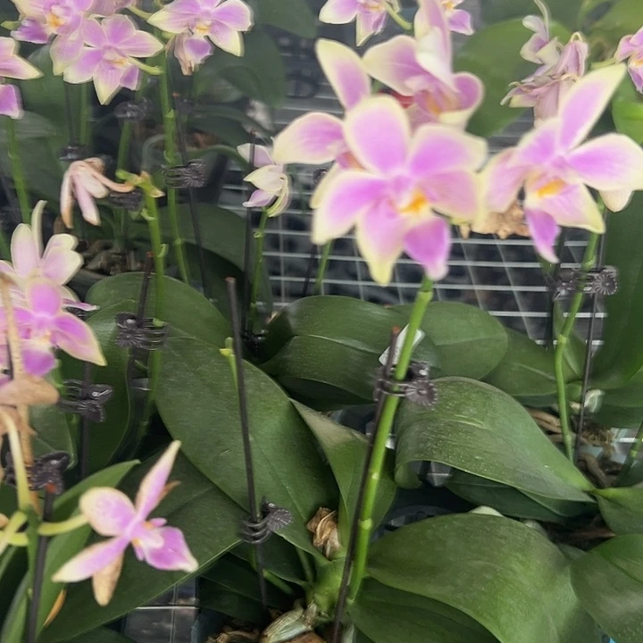 金树一代2.8苗剪梗发不售后