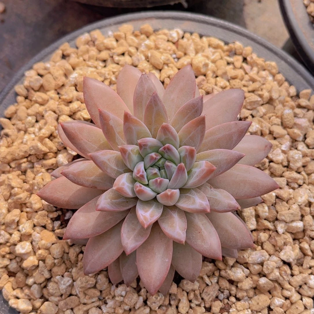 多肉植物的繁殖方式