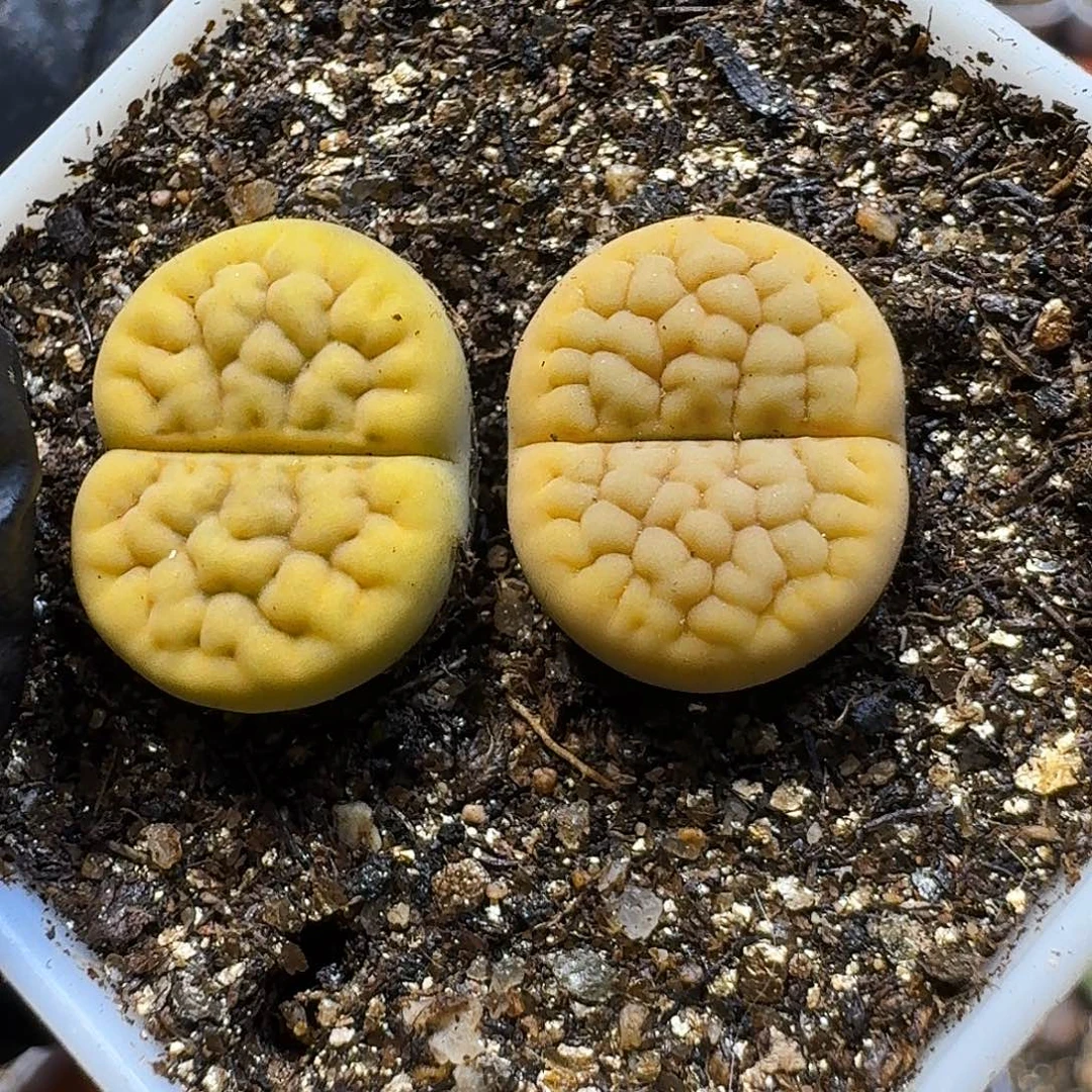生石花111111。  175