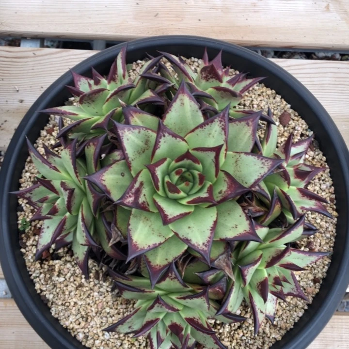 黄皮外翻叶7头捧花群很透