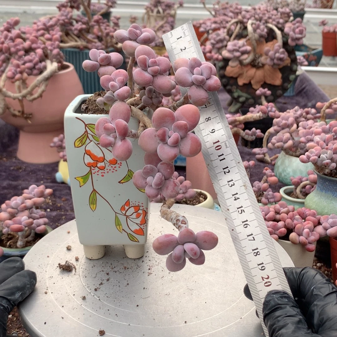 50感不带盆偏远地区不包邮的