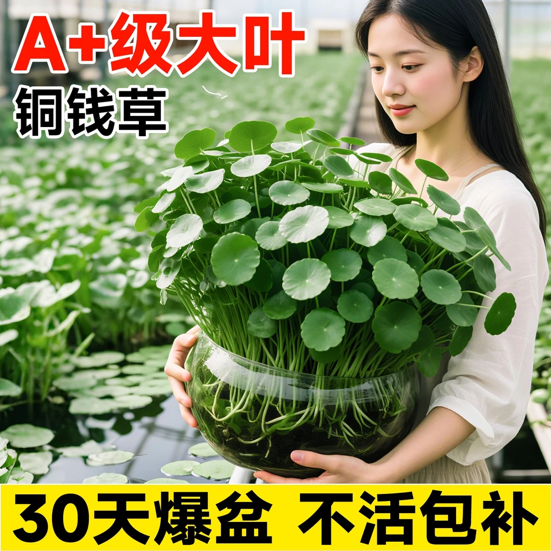 帆布池黄鳝养殖繁殖专用铜钱草黄鳝苗绿植水培水培植物水培绿植