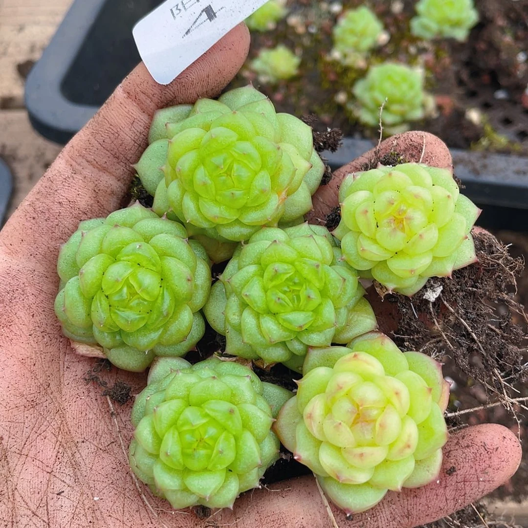 多肉植物多肉植物419