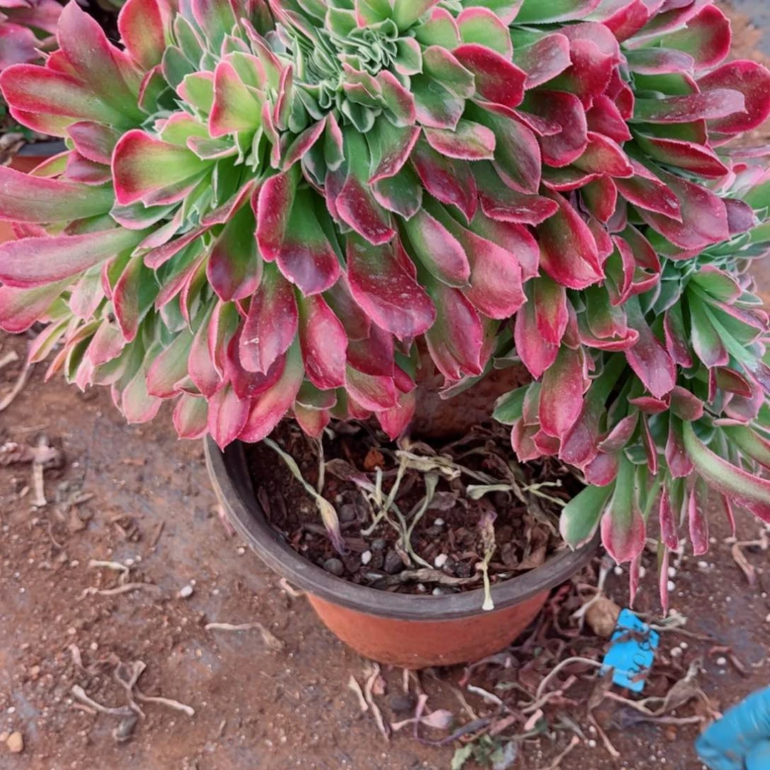 多肉植物175白凤