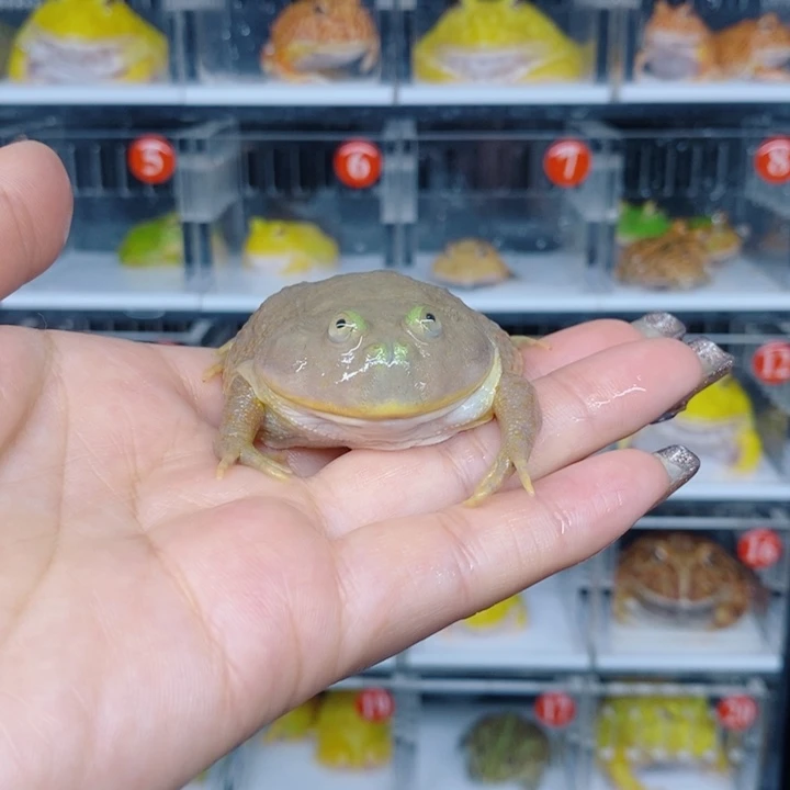 角蛙恭喜发财大吉大利