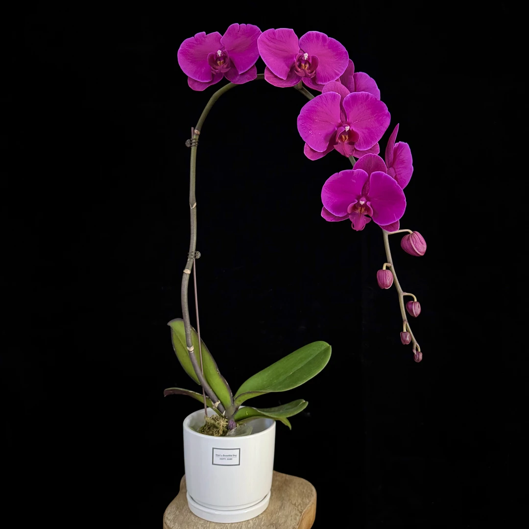 【红宝石】红色大花型多花多花苞 蝴蝶兰 经典年宵花耐开耐养