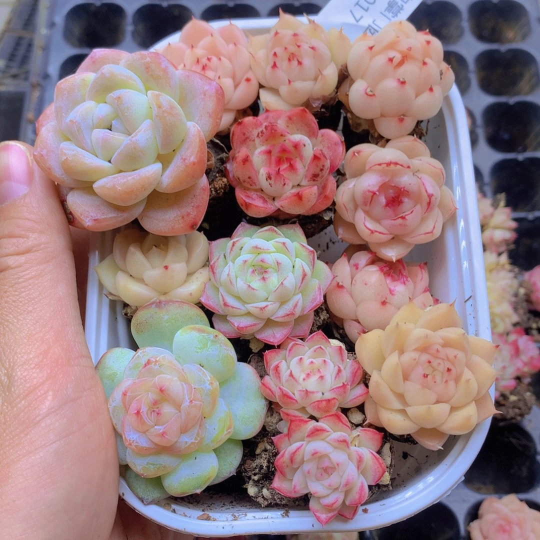 我要去看你了啊017