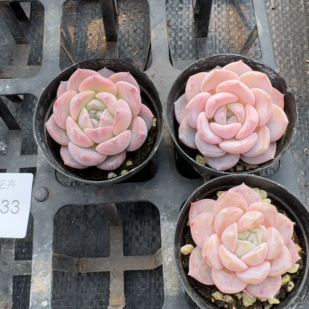 糖心三颗量拍11-33