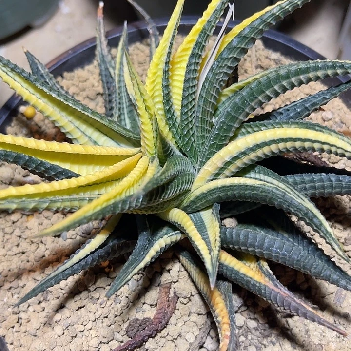 琉璃殿锦一物一拍