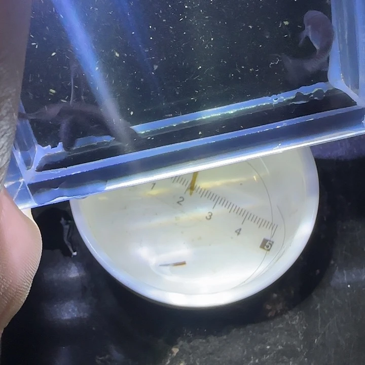 青鳉鱼耀变天目44