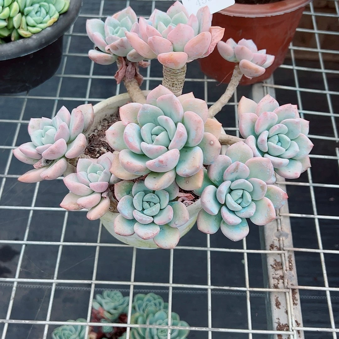 娇***453白露多肉植物多肉