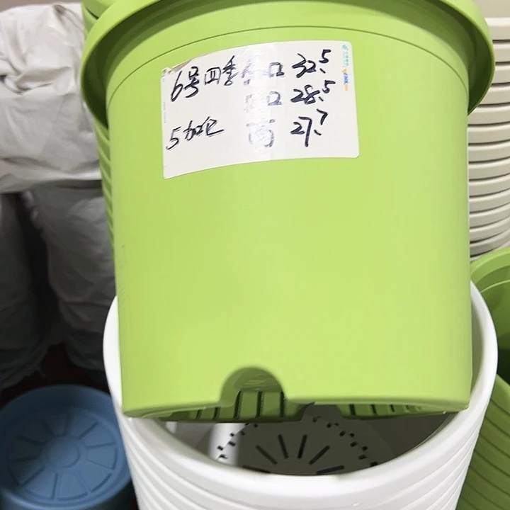 特价6号四季口32.5高27.7果绿无托7只