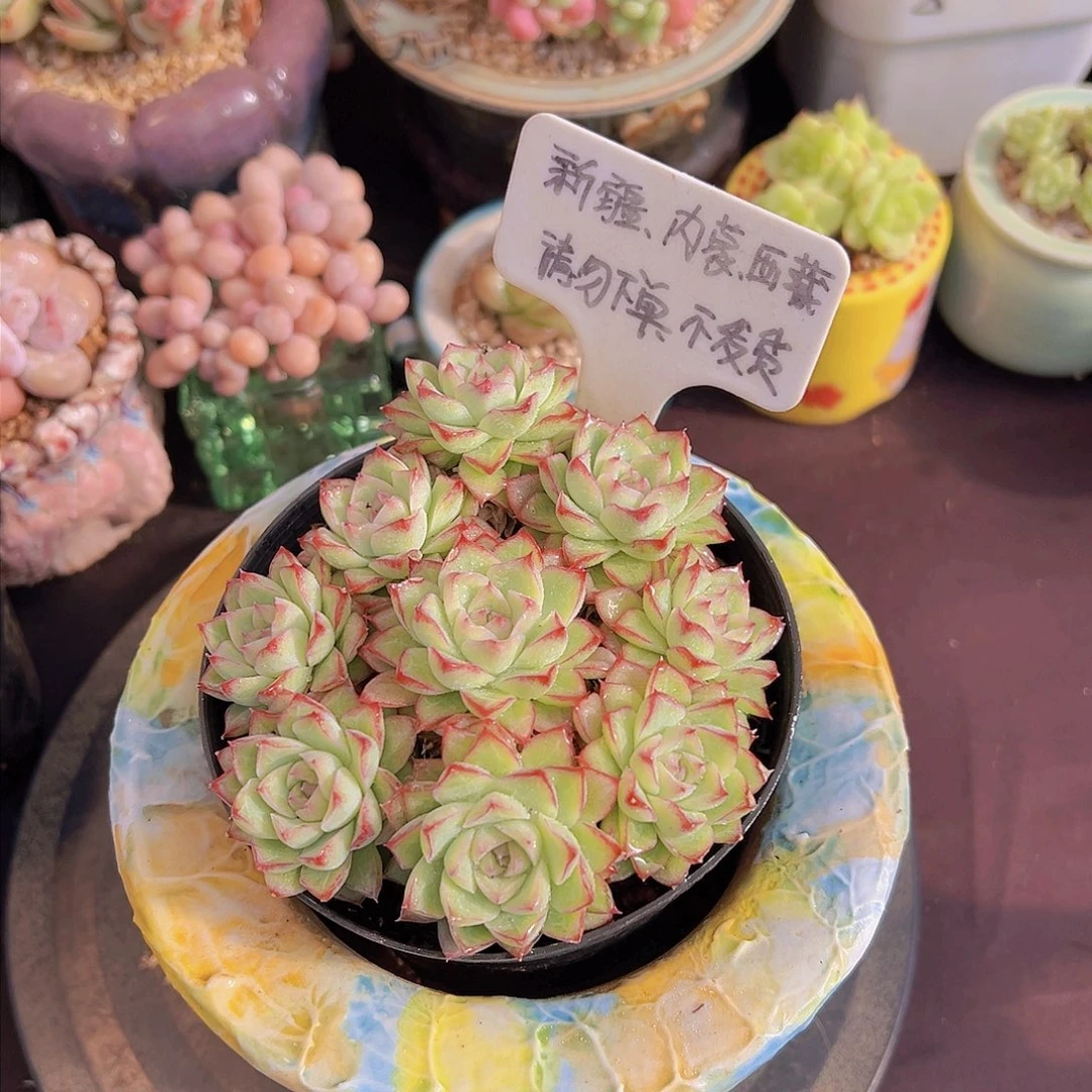 边线女王母本，多肉植物，