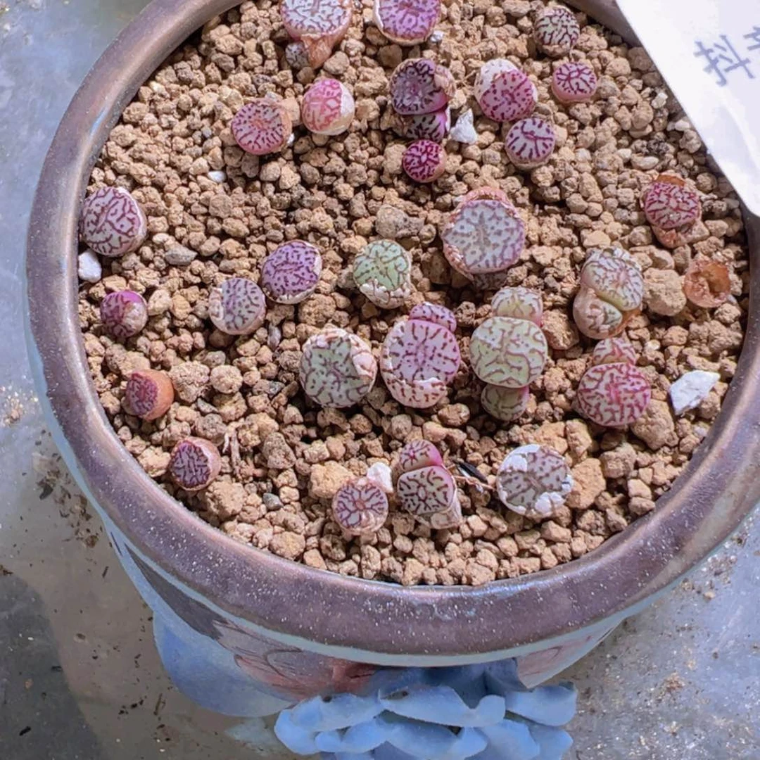 30-176量拍超墨小苗5颗。多肉