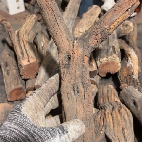 天***翼大果紫檀（缅甸花梨）