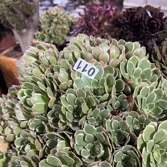 蚊***蒸多肉植物一个粉花妖110