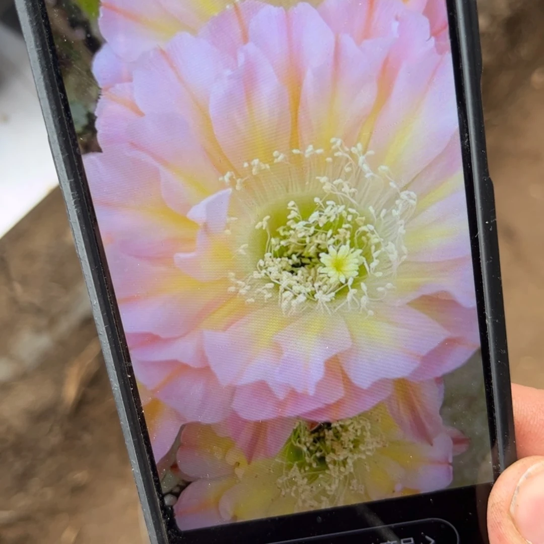 爱德华夫人仙人球34