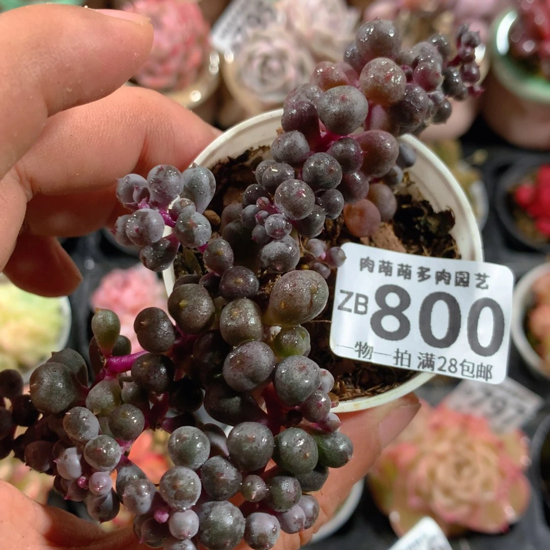 5CM拇指盆精控多肉ZB800