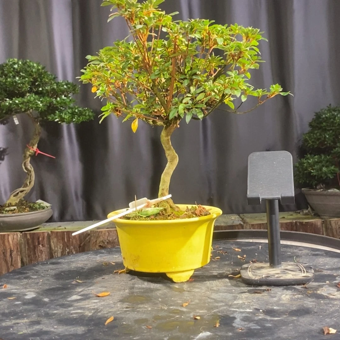 无花朵皋月杜鹃一物一花