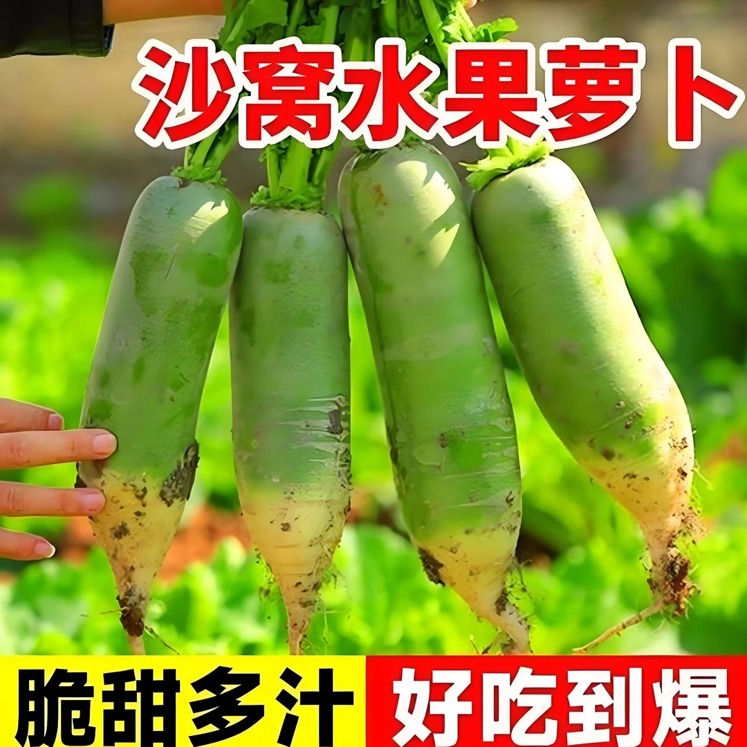 【沙窝绿萝卜种子】家庭阳台小院四季种植盆栽地栽易种易活
