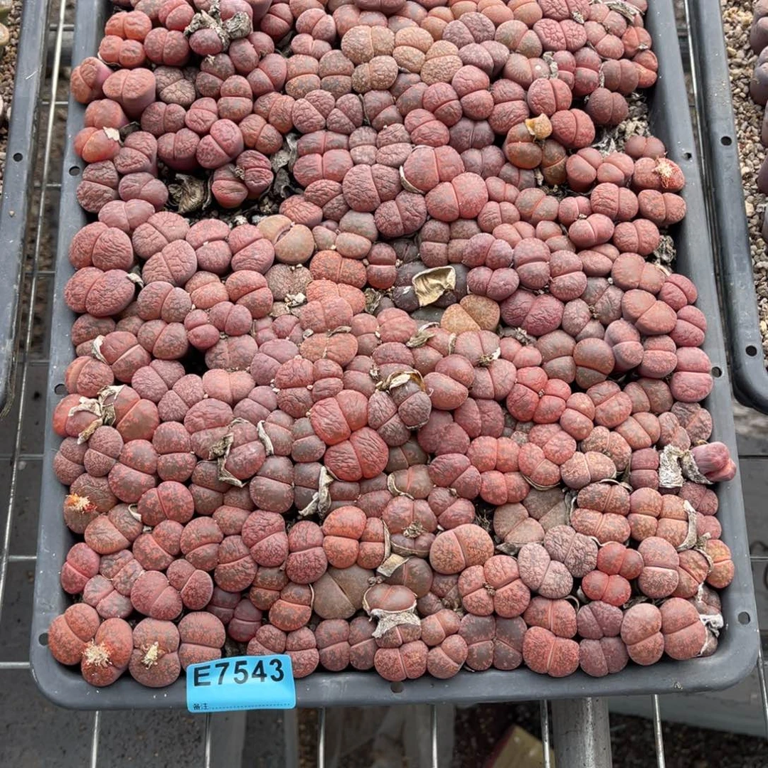 呆****7543筐福利不售后