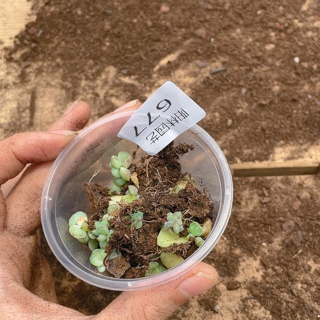 多肉植物多肉植物677