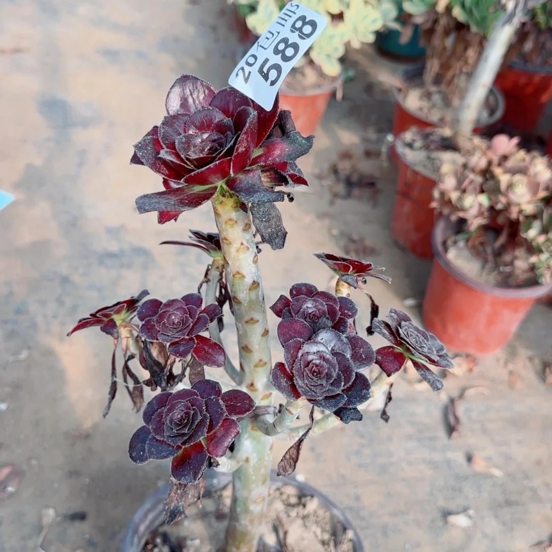 墨法师588满20包邮断枝不包