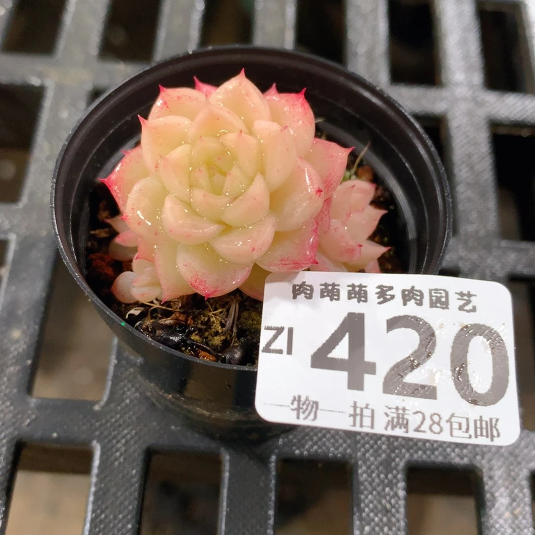 肉萌萌拇指盆精控多肉ZI420
