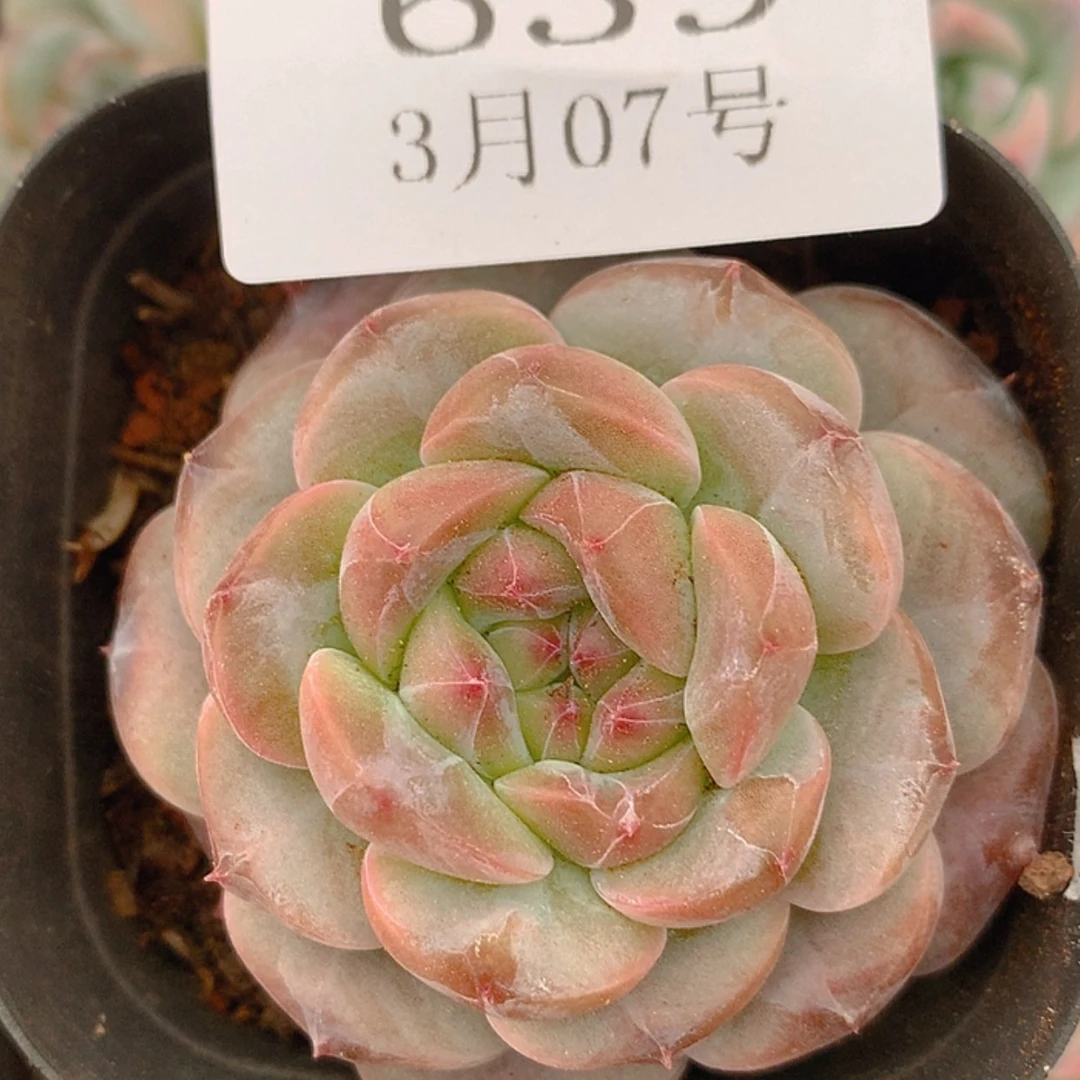 【闪购商品】云639